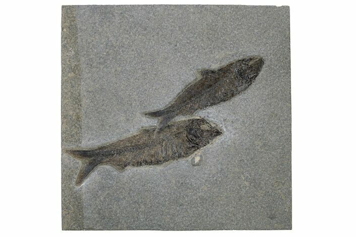 Pair Of Huge Fossil Fish (Knightia) - Bottom Cap #233846